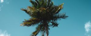 Preview wallpaper palm, tree, tropics, sky, clouds