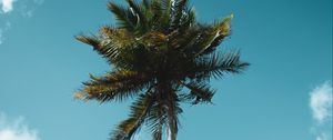 Preview wallpaper palm, tree, tropics, sky, clouds