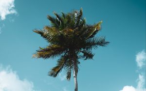 Preview wallpaper palm, tree, tropics, sky, clouds