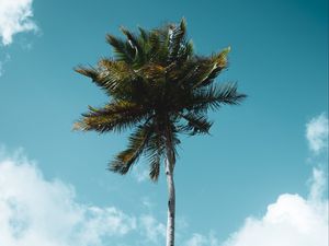 Preview wallpaper palm, tree, tropics, sky, clouds