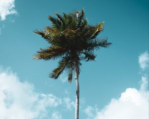 Preview wallpaper palm, tree, tropics, sky, clouds