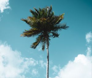 Preview wallpaper palm, tree, tropics, sky, clouds