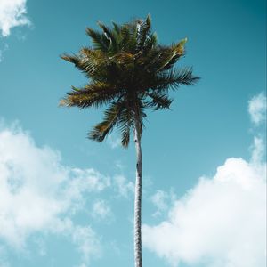 Preview wallpaper palm, tree, tropics, sky, clouds