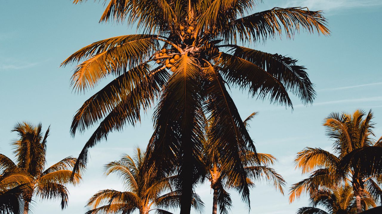 Wallpaper palm tree, tropics, branches, foliage, sky