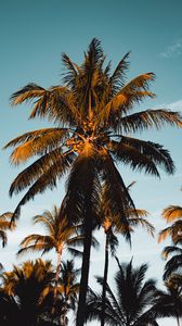 Preview wallpaper palm tree, tropics, branches, foliage, sky