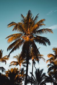 Preview wallpaper palm tree, tropics, branches, foliage, sky