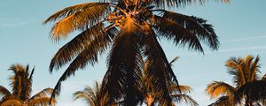 Preview wallpaper palm tree, tropics, branches, foliage, sky