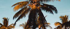 Preview wallpaper palm tree, tropics, branches, foliage, sky