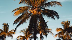 Preview wallpaper palm tree, tropics, branches, foliage, sky