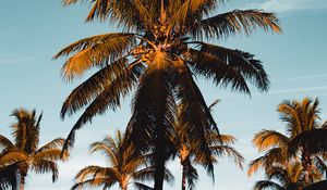 Preview wallpaper palm tree, tropics, branches, foliage, sky