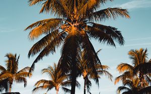 Preview wallpaper palm tree, tropics, branches, foliage, sky