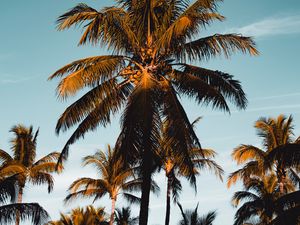 Preview wallpaper palm tree, tropics, branches, foliage, sky