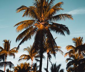 Preview wallpaper palm tree, tropics, branches, foliage, sky