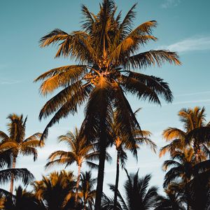 Preview wallpaper palm tree, tropics, branches, foliage, sky