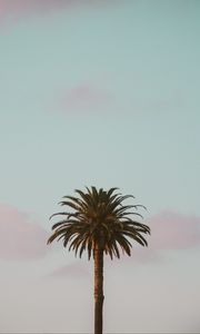 Preview wallpaper palm tree, tropics, minimalism, sky