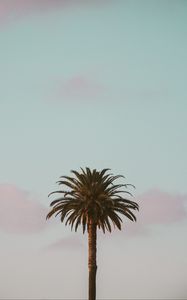 Preview wallpaper palm tree, tropics, minimalism, sky