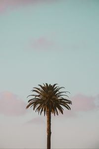 Preview wallpaper palm tree, tropics, minimalism, sky