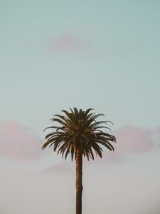 Preview wallpaper palm tree, tropics, minimalism, sky