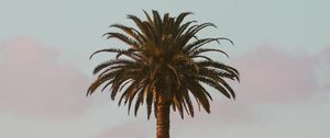 Preview wallpaper palm tree, tropics, minimalism, sky