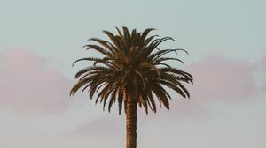 Preview wallpaper palm tree, tropics, minimalism, sky