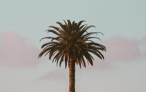 Preview wallpaper palm tree, tropics, minimalism, sky