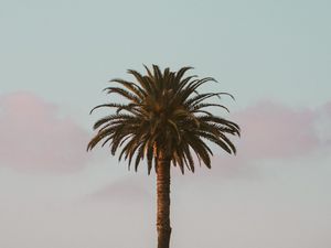 Preview wallpaper palm tree, tropics, minimalism, sky