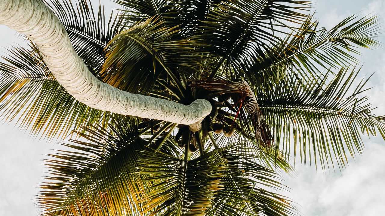 Wallpaper palm tree, tropics, sky, summer