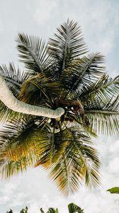 Preview wallpaper palm tree, tropics, sky, summer