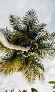 Preview wallpaper palm tree, tropics, sky, summer