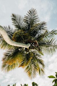 Preview wallpaper palm tree, tropics, sky, summer