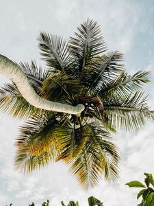 Preview wallpaper palm tree, tropics, sky, summer