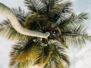 Preview wallpaper palm tree, tropics, sky, summer