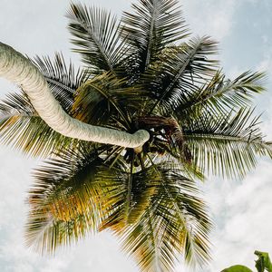 Preview wallpaper palm tree, tropics, sky, summer