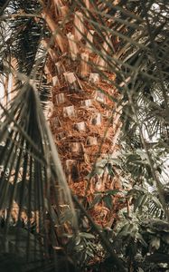 Preview wallpaper palm, tree, trunk, branches