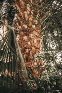 Preview wallpaper palm, tree, trunk, branches