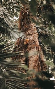 Preview wallpaper palm, tree, trunk, branches, plant