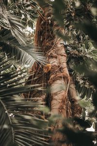 Preview wallpaper palm, tree, trunk, branches, plant