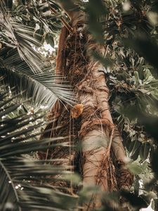 Preview wallpaper palm, tree, trunk, branches, plant