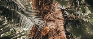 Preview wallpaper palm, tree, trunk, branches, plant