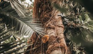 Preview wallpaper palm, tree, trunk, branches, plant