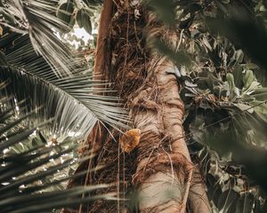 Preview wallpaper palm, tree, trunk, branches, plant