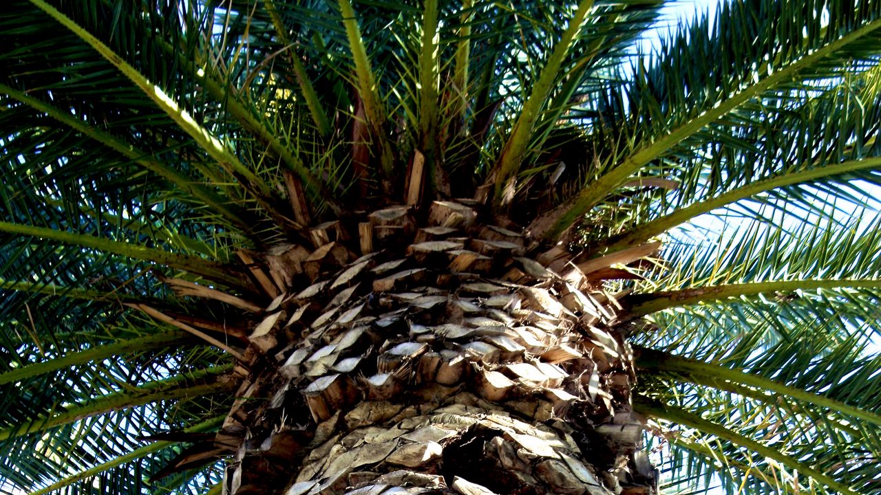 Wallpaper palm tree, trunk, bark, branches