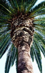 Preview wallpaper palm tree, trunk, bark, branches