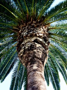 Preview wallpaper palm tree, trunk, bark, branches