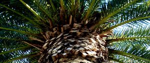 Preview wallpaper palm tree, trunk, bark, branches