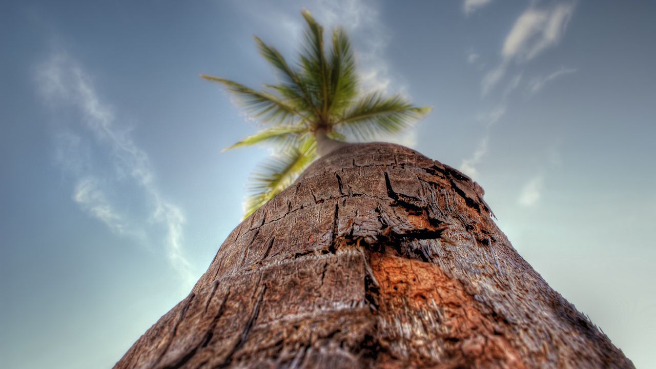 Wallpaper palm tree, trunk, bark, macro, sky