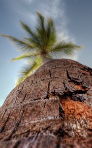 Preview wallpaper palm tree, trunk, bark, macro, sky