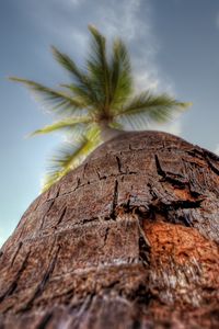 Preview wallpaper palm tree, trunk, bark, macro, sky