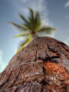 Preview wallpaper palm tree, trunk, bark, macro, sky