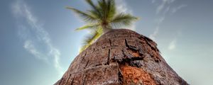 Preview wallpaper palm tree, trunk, bark, macro, sky